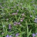 紫路草地苗高度40一50cm，基地有量，欢迎订购。