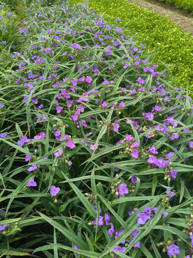 紫路草地苗高度40一50cm，基地有量，欢迎订购。