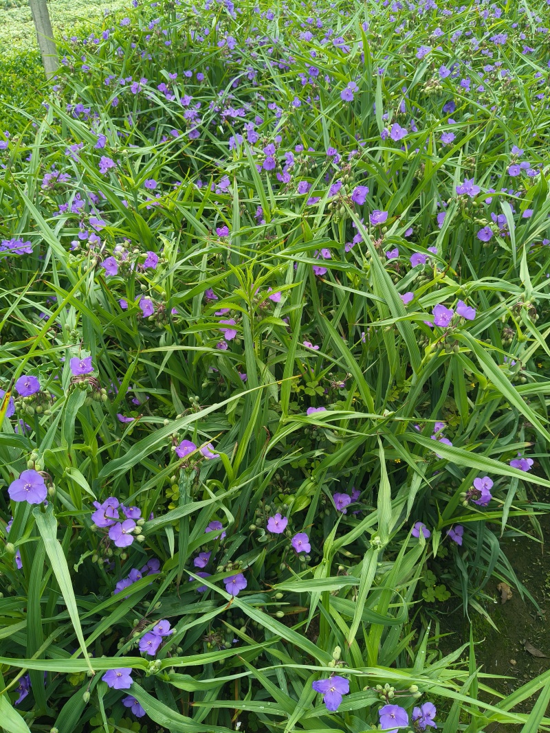 紫路草地苗高度40一50cm，基地有量，欢迎订购。