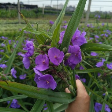 紫路草地苗高度40一50cm，基地有量，欢迎订购。