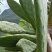 野生仙人掌