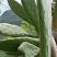 野生仙人掌