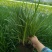 紫娇花地苗高度30一40cm，基地有量，欢迎来订购。
