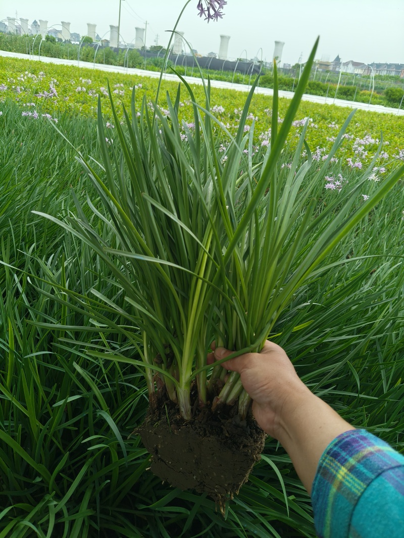 紫娇花地苗高度30一40cm，基地有量，欢迎来订购。