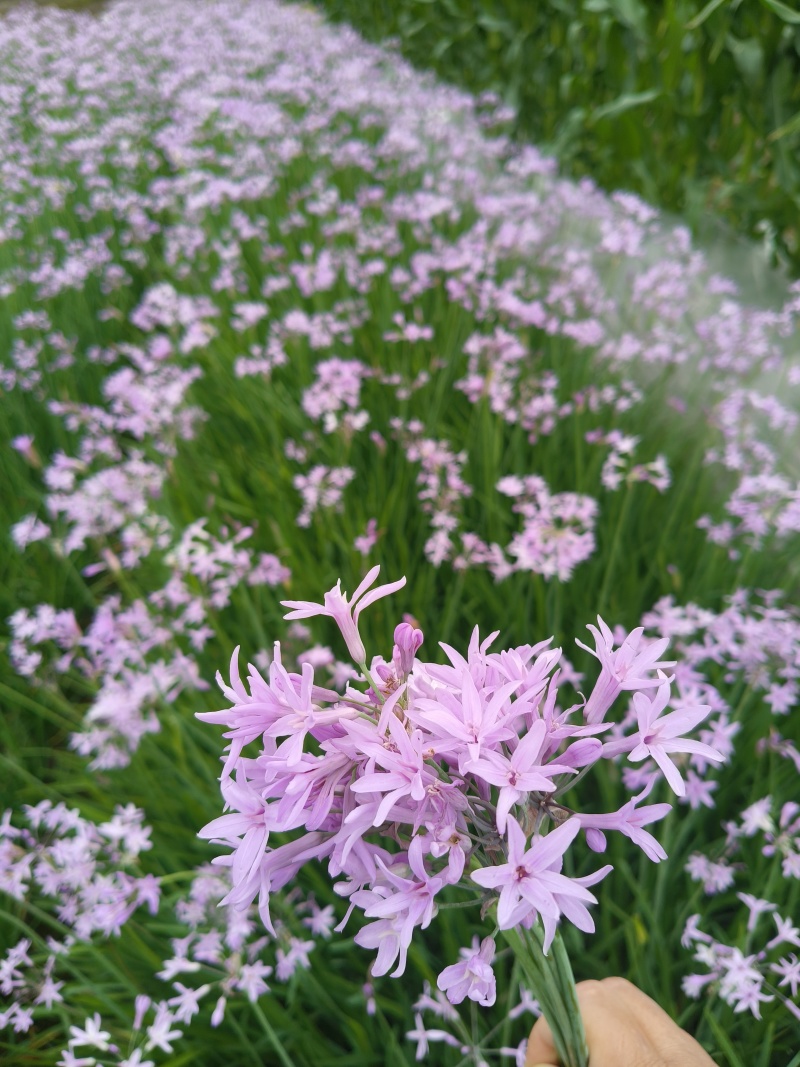 紫娇花地苗高度30一40cm，基地有量，欢迎来订购。