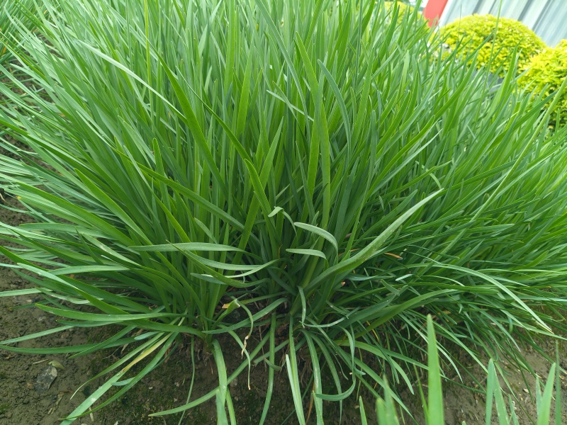 紫娇花地苗高度30一40cm，基地有量，欢迎来订购。