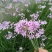紫娇花地苗高度30一40cm，基地有量，欢迎来订购。