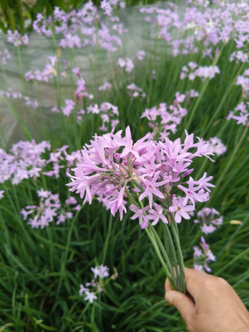 紫娇花地苗高度30一40cm，基地有量，欢迎来订购。