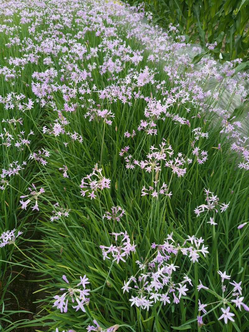 紫娇花地苗高度30一40cm，基地有量，欢迎来订购。