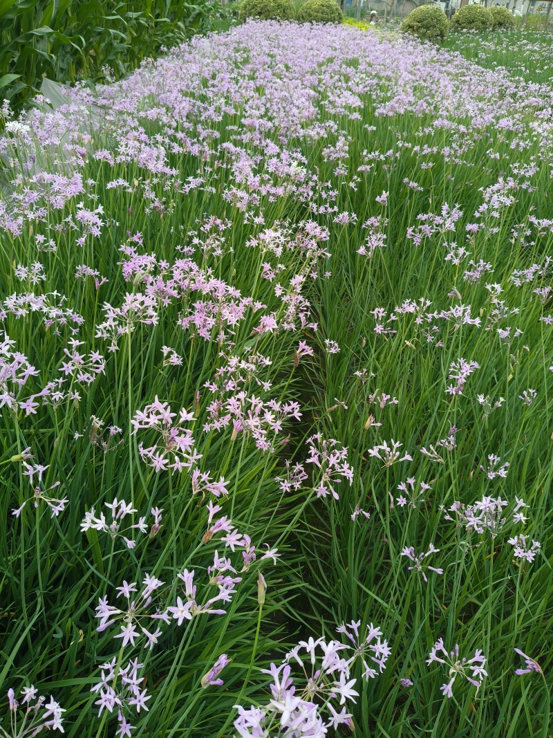 紫娇花地苗高度30一40cm，基地有量，欢迎来订购。