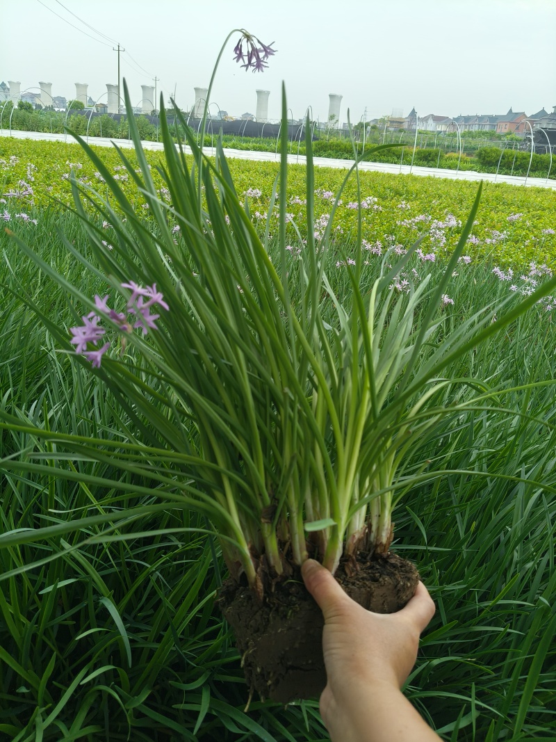 紫娇花地苗高度30一40cm，基地有量，欢迎来订购。