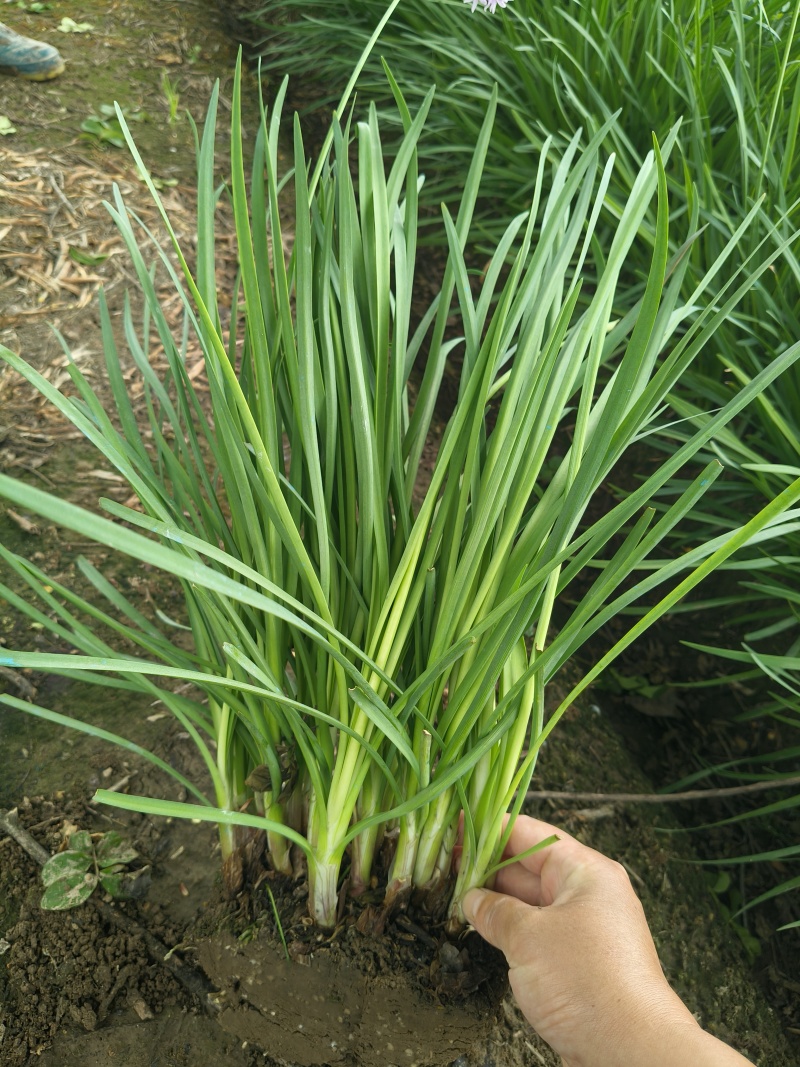 紫娇花地苗高度30一40cm，基地有量，欢迎来订购。