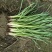 紫娇花地苗高度30一40cm，基地有量，欢迎来订购。