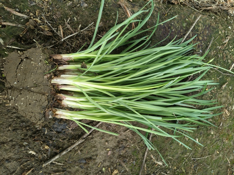 紫娇花地苗高度30一40cm，基地有量，欢迎来订购。