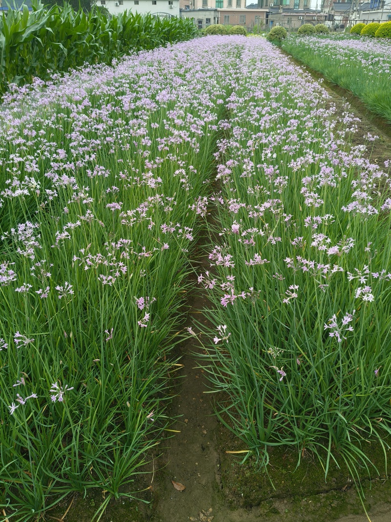 紫娇花地苗高度30一40cm，基地有量，欢迎来订购。
