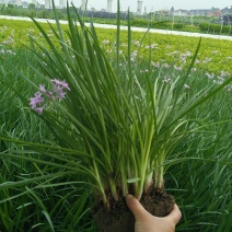 紫娇花地苗高度30一40cm，基地有量，欢迎来订购。