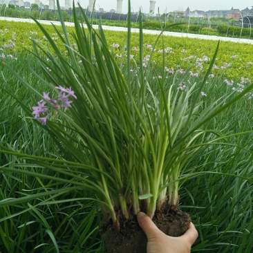 紫娇花地苗高度30一40cm，基地有量，欢迎来订购。
