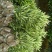 小叶十大功劳毛球高度45cm，基地有量，欢迎订购。