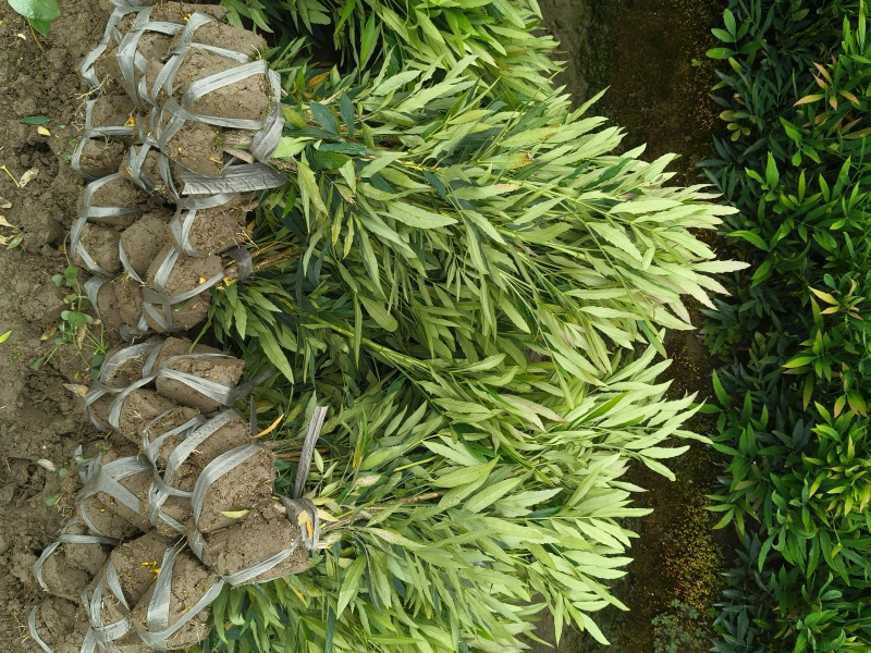 小叶十大功劳毛球高度45cm，基地有量，欢迎订购。