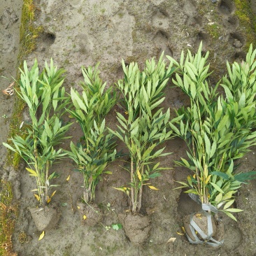 小叶十大功劳毛球高度45cm，基地有量，欢迎订购。