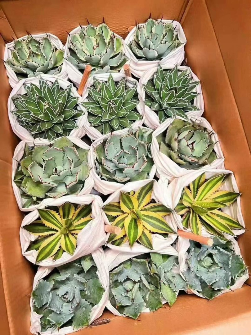广州市供应五色龙舌兰盆栽15装