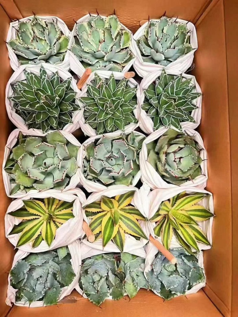 广州市供应五色龙舌兰盆栽15装
