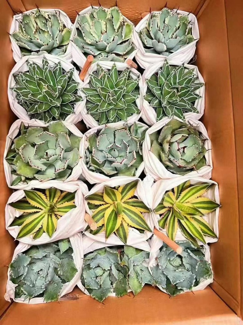 广州市供应五色龙舌兰盆栽15装