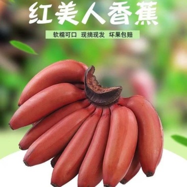 海南红美人香蕉，红香蕉全国批发
