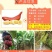 海南红美人香蕉，红香蕉全国批发