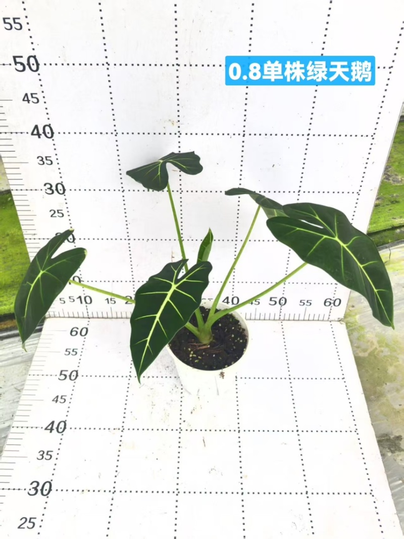 绿天鹅110老桩，绿天鹅/40/箱广州基地直销物流发货