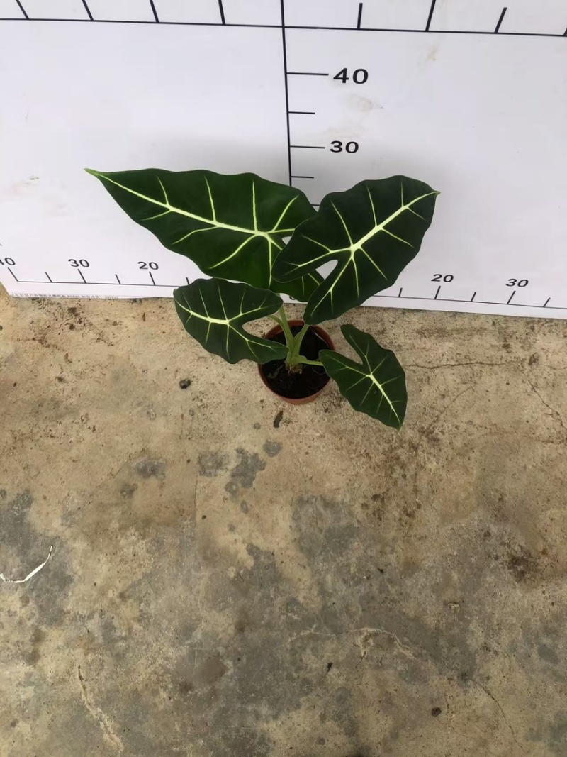 绿天鹅110老桩，绿天鹅/40/箱广州基地直销物流发货