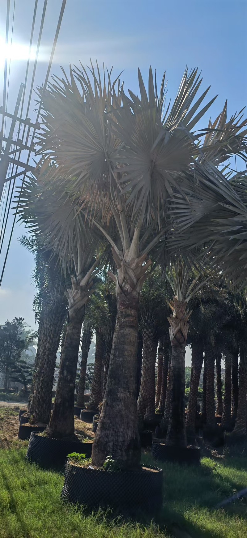 银叶霸王棕