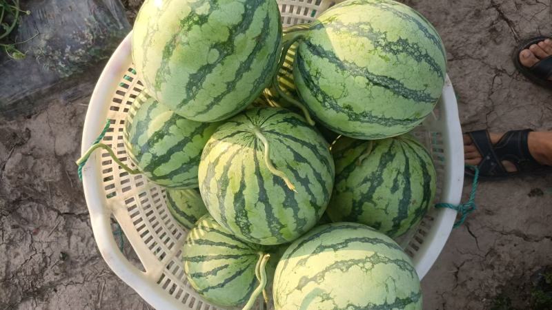 精品无籽美都西瓜产地发货一手货源全国代发包熟包甜