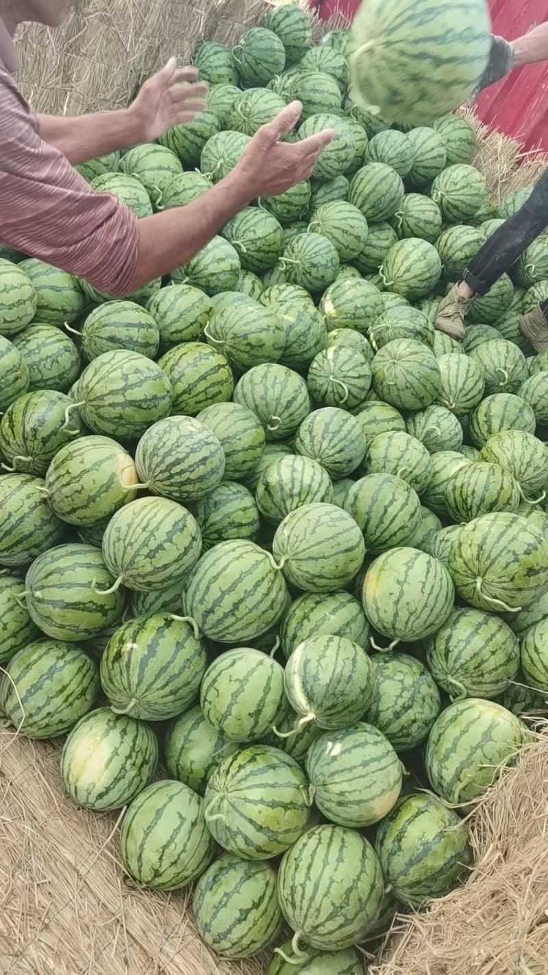 精品无籽美都西瓜产地发货一手货源全国代发包熟包甜