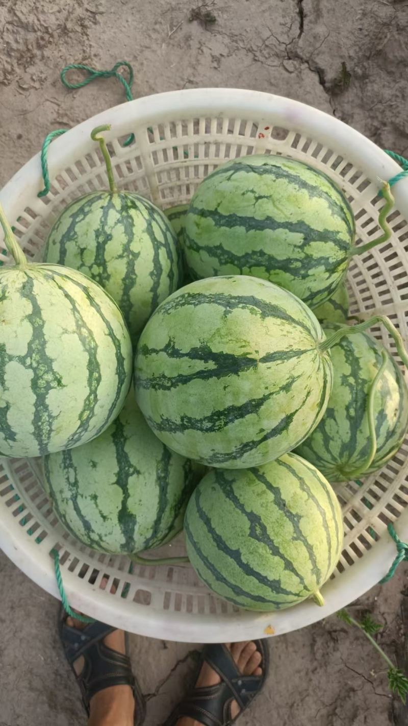 精品无籽美都西瓜产地发货一手货源全国代发包熟包甜