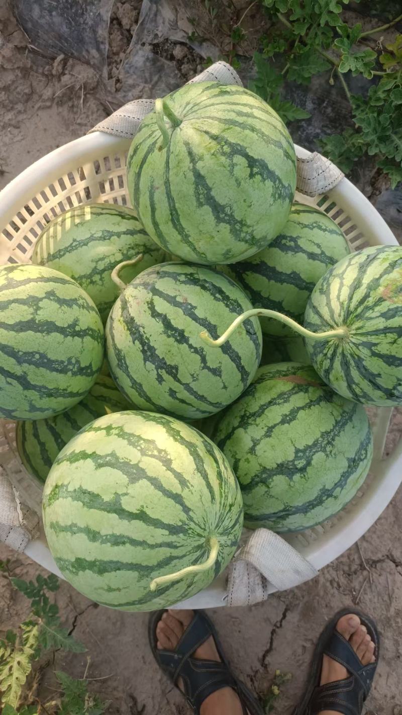 精品无籽美都西瓜产地发货一手货源全国代发包熟包甜