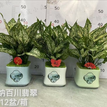 供应绿翡翠粗肋草广州盆栽带瓷盆款式多
