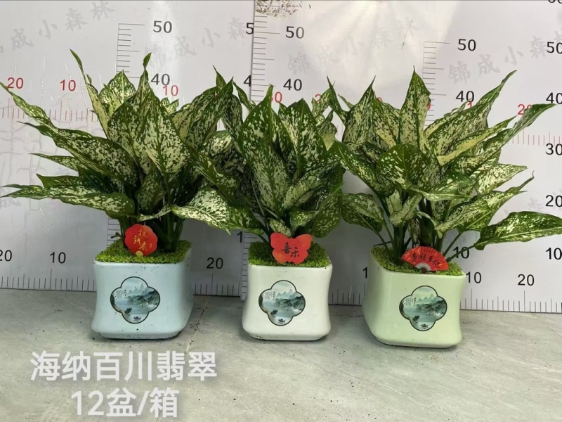 供应绿翡翠粗肋草广州盆栽带瓷盆款式多