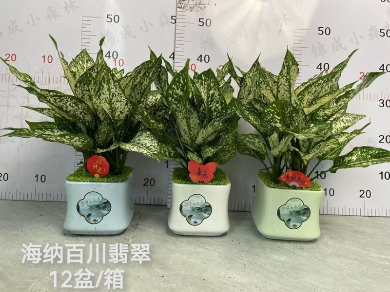 供应绿翡翠粗肋草广州盆栽带瓷盆款式多