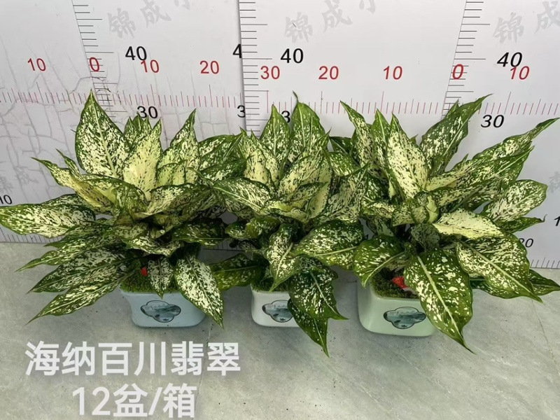 供应绿翡翠粗肋草广州盆栽带瓷盆款式多