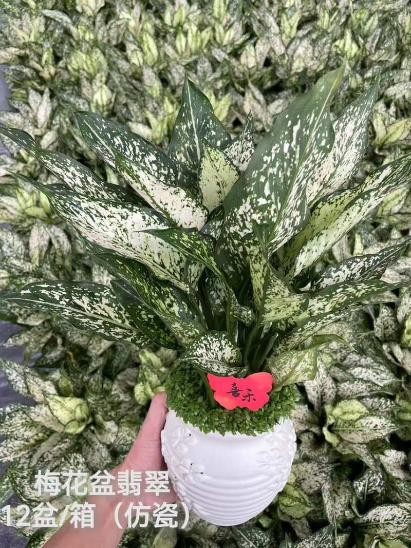 供应绿翡翠粗肋草广州盆栽带瓷盆款式多