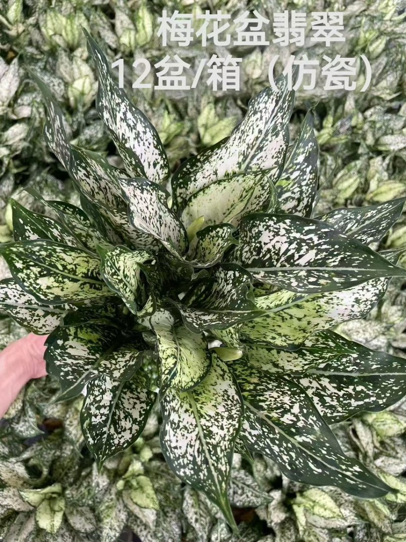 供应绿翡翠粗肋草广州盆栽带瓷盆款式多
