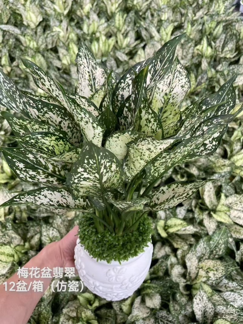 供应绿翡翠粗肋草广州盆栽带瓷盆款式多