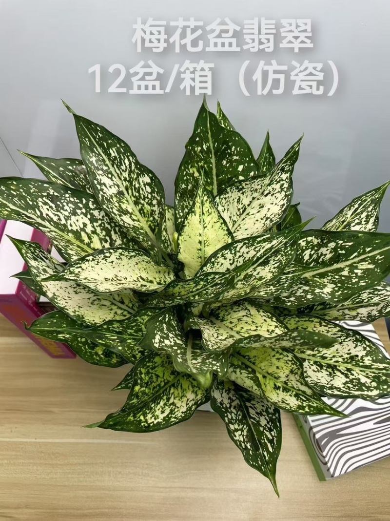 供应绿翡翠粗肋草广州盆栽带瓷盆款式多