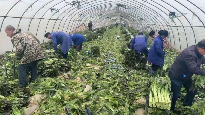 精品红叶香莴笋产地发货一手货源批发品质保证价格便宜