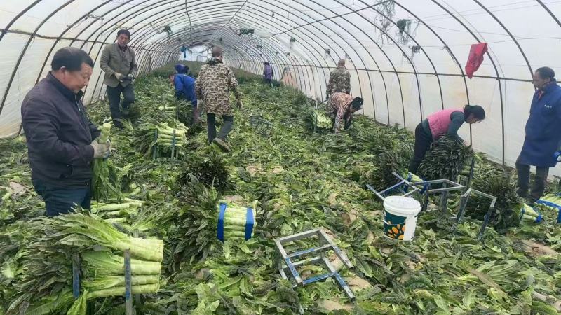 精品红叶香莴笋产地发货一手货源批发品质保证价格便宜