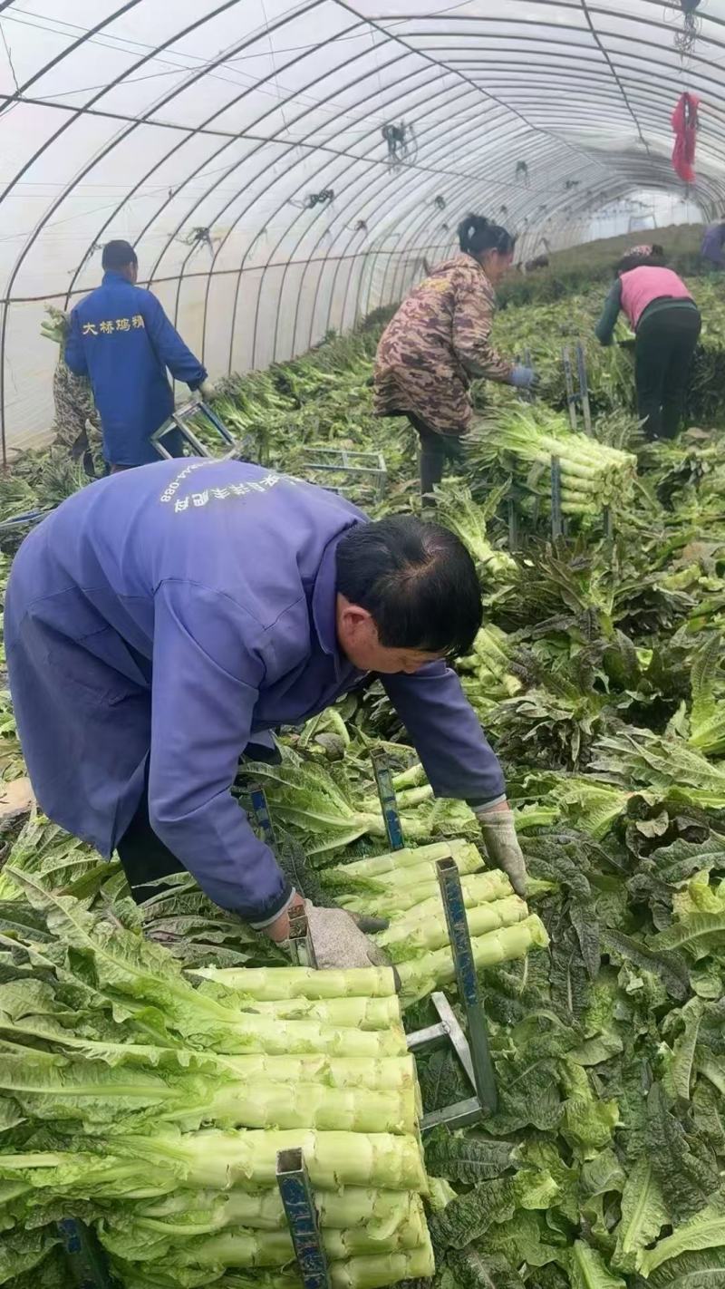 精品红叶香莴笋产地发货一手货源批发品质保证价格便宜
