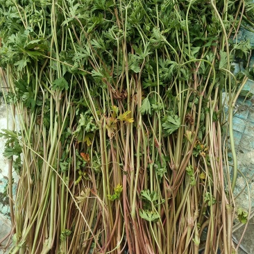 老鹳草，五叶草，老官草，五瓣草