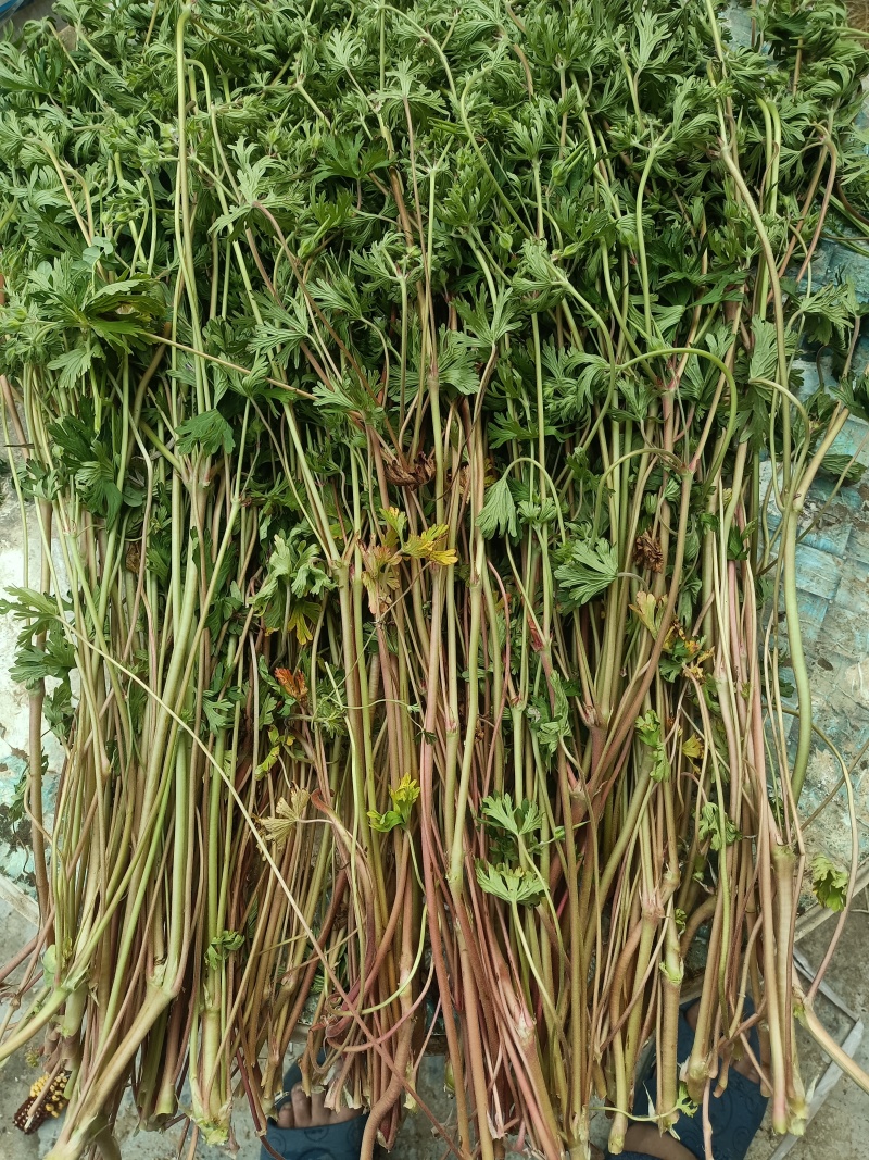 老鹳草，五叶草，老官草，五瓣草