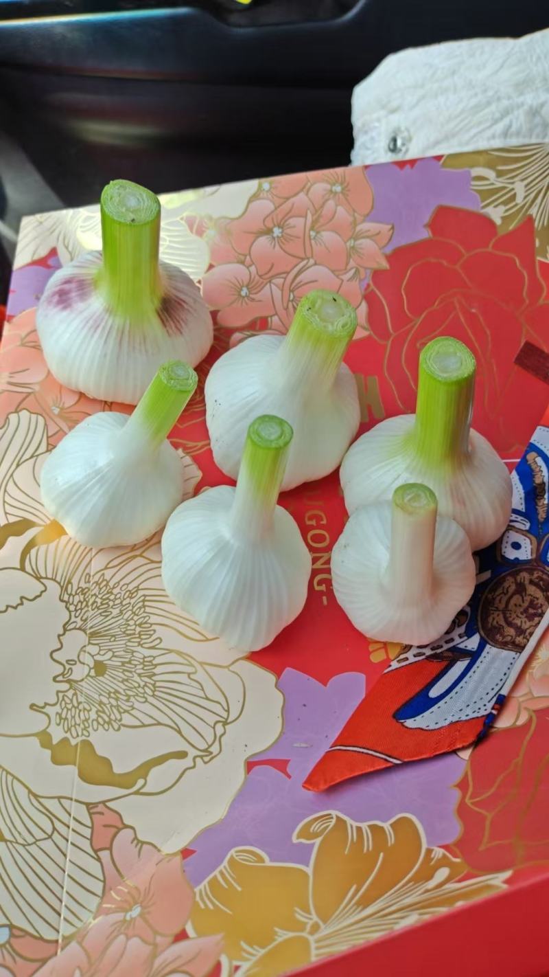 【自家种植-价格可协商】金乡大蒜紫皮蒜品质保障